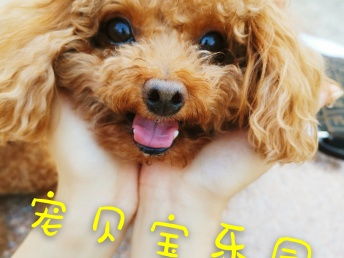 北京寵物寄養新選擇 小院單間、專屬護理，給愛寵一個溫暖的家